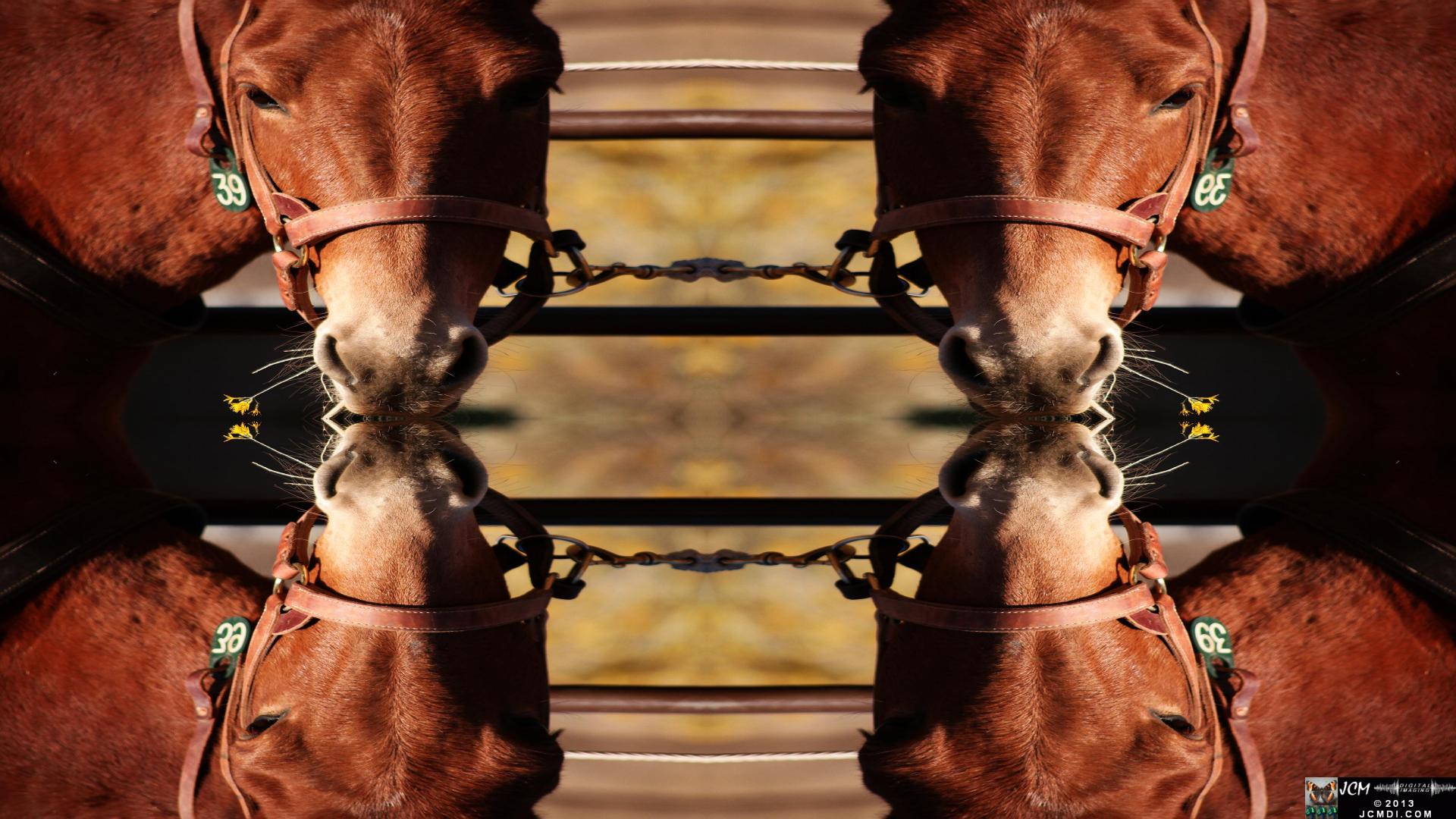 Quadroscopic art made from a Whitney Canyon 100 Mules Event image.